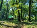 Fun tree tents
