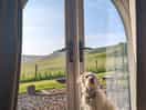 Doggo friendly