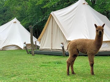 Bell tents and the alpacas