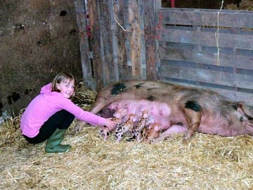Baby Pigletts!