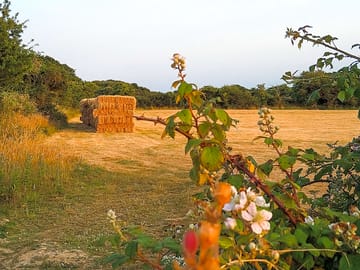 Hay bales in the field