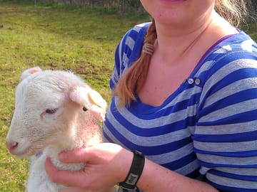 Newborn Wiltshire horn lamb