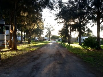 Lots of trees