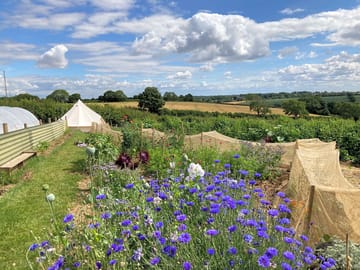 Flower garden