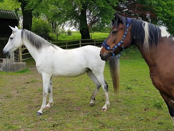 Friendly horses in a neighbouring field