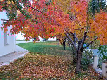 Colourful trees in autumn