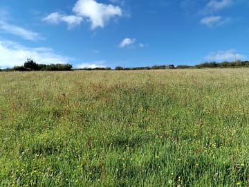 Wild flowers