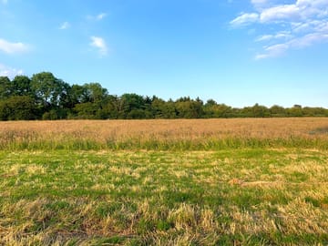 Rushbeds Wood Campsite