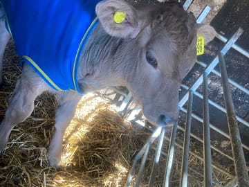Meet the friendly calves