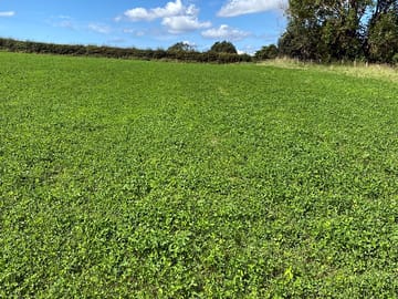 Grassy pitches