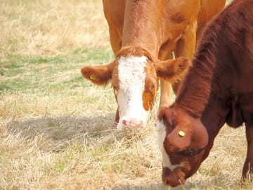 Cattle