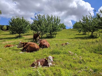Cows in orchard
