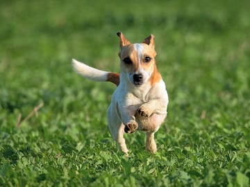 Dog on the fenced pitches