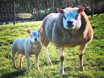 Lambing time