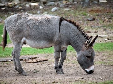 Wallace the donkey