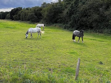 Neighbouring horses