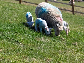 Look out for lambs