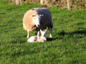 Sheep on the site
