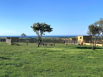 The farm and animal section
