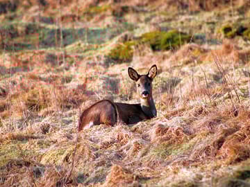Roe deer resting at the site
