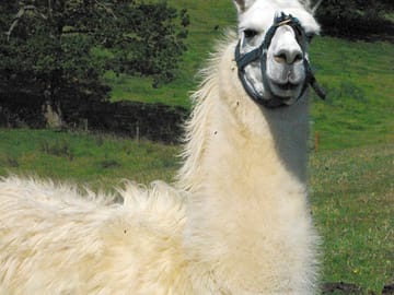 Llamas herbert and quentin like to watch campers from the next-door field