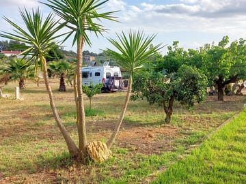 Trees and plants