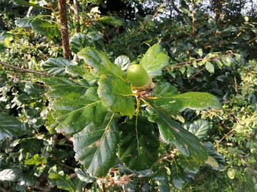 Acorn on the oak tree in the meadow