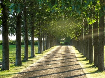 Tall trees!