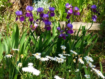 Flowers in full bloom