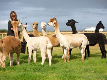 Alpacas