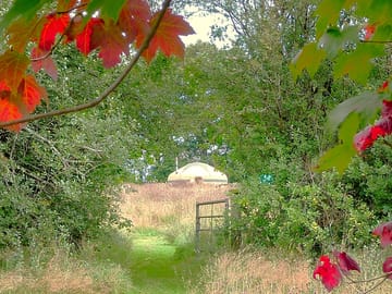 Meadow around the yurt