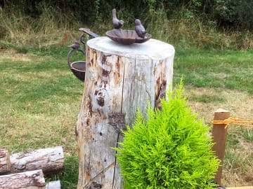 Logs and birdbath