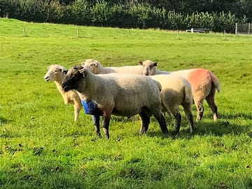 Sheep on site