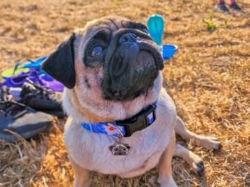 Dog-friendly campsite