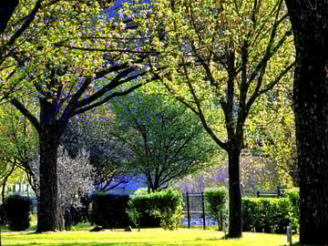 Trees blooming in spring