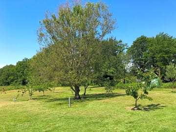 View of the orchard