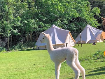 Bell tents and alpacas
