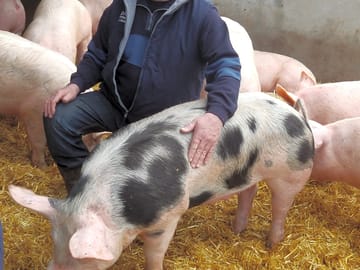 The farmer jean-noel and his red label pigs