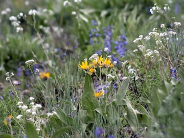 Wildflowers all around the park