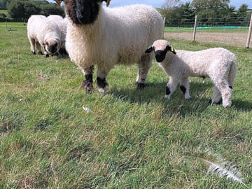 Cute lambs in spring
