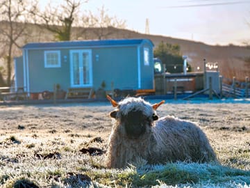 Shepherd's hut and sheep