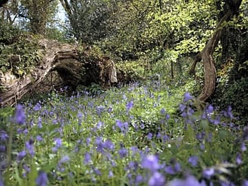 Bluebell woods