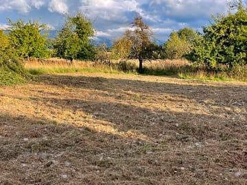 Historic cider orchard