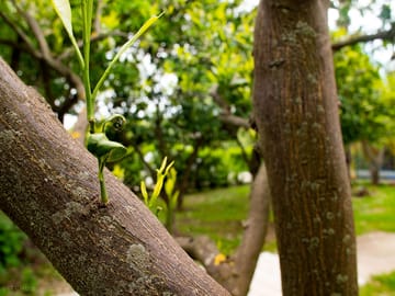 Leafy trees