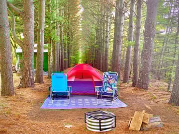 Camp in pine tree lane