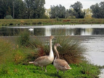 View of the river lark that runs along side the campsite.