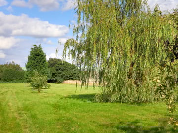 Willow tree