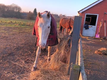 The horses