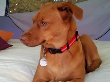 Bring your pet on holiday