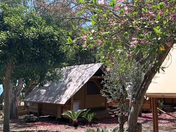 Safari tents